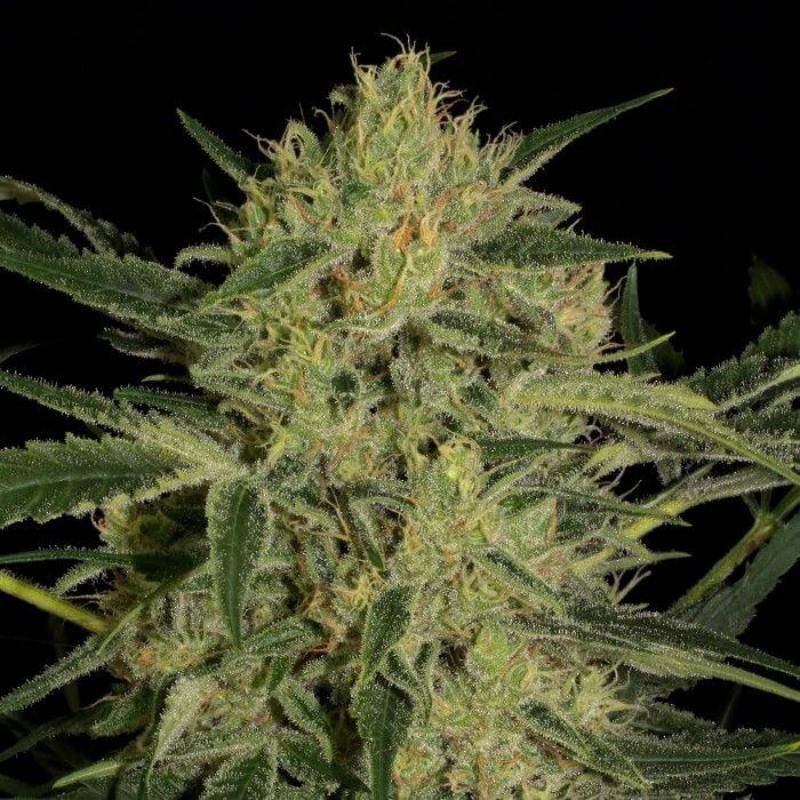 Nebula II CBD paradise seeds feminisee