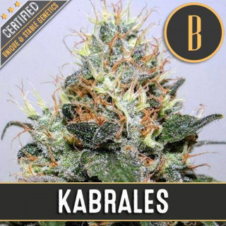 Kabrales blimburn seeds