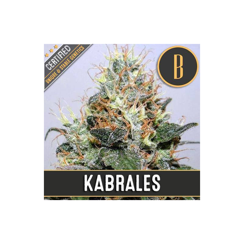 Kabrales - Féminisée - Blimburn Seeds - Graines de Collection