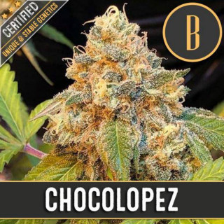 Chocolopez blimburn seeds feminisee