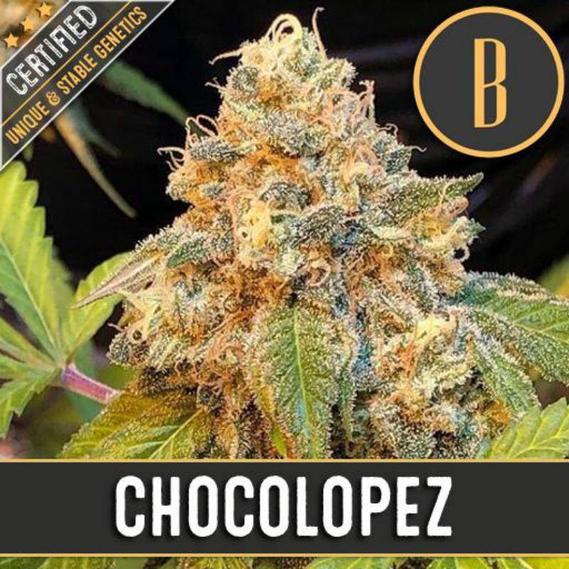 Chocolopez blimburn seeds feminisee Chocolopez blimburn seeds feminisee