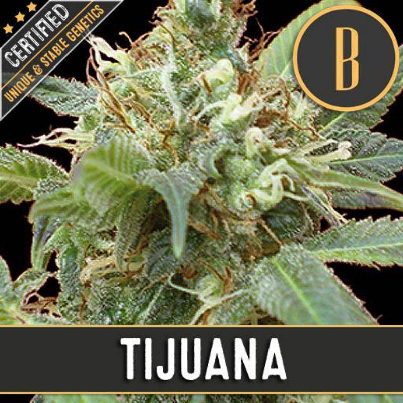 Tijuana - Féminisée - Blimburn Seeds - Graines de Collection