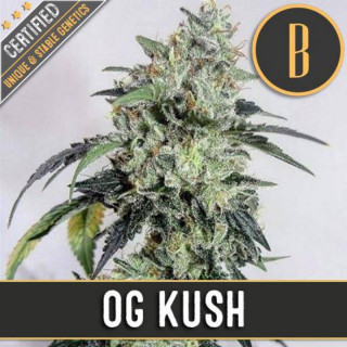 OG kush blimburn seeds feminisee