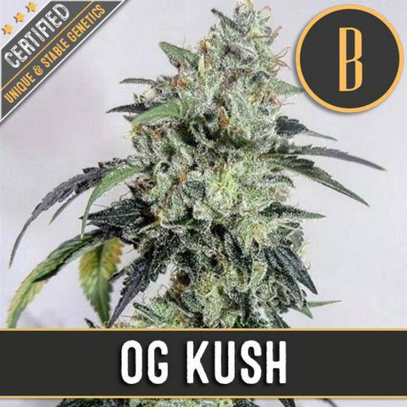 OG Kush - Feminisee - Blimburn Seeds