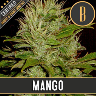 Mango blimburn seeds féminisée