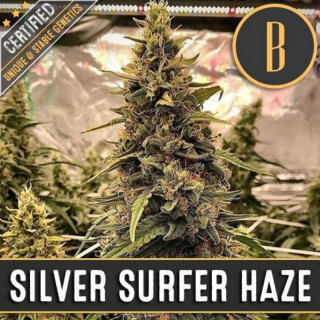 Silver surfer haze blimburn seeds