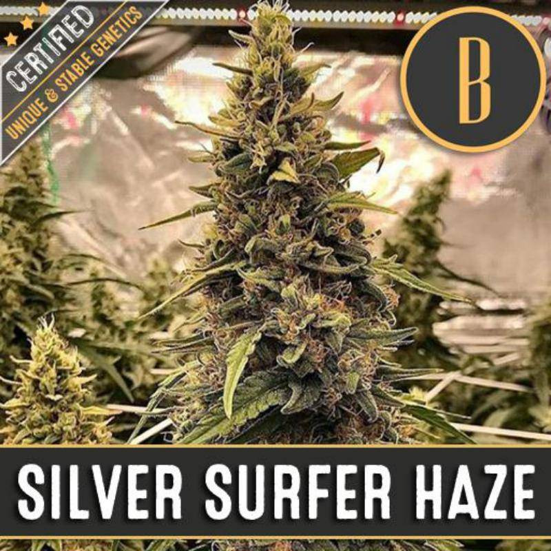 Silver surfer haze blimburn seeds Silver surfer haze blimburn seeds