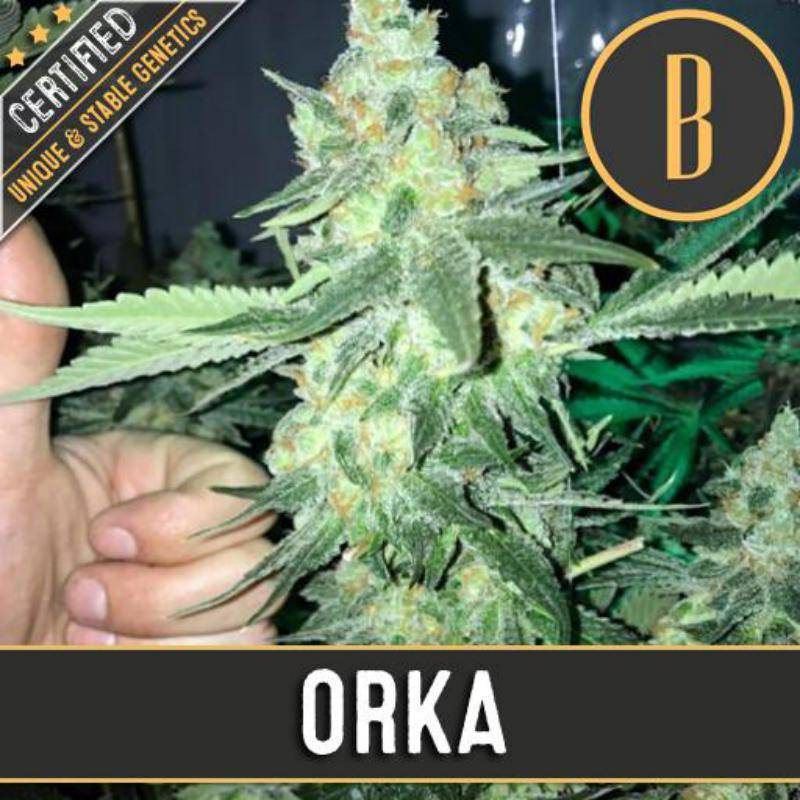 Orka féminisée blimburn seeds