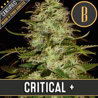 Critical + blimburn seeds féminisée