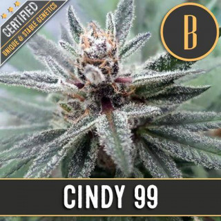 Cindy's 99 - Féminisée - Blimburn Seeds