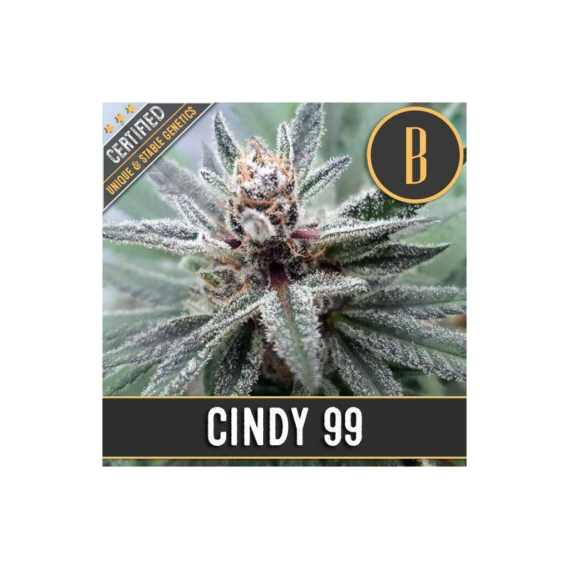 Cindy's 99 - Féminisée - Blimburn Seeds - Graines de Collection