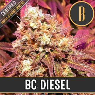 BC diesel blimburn seeds