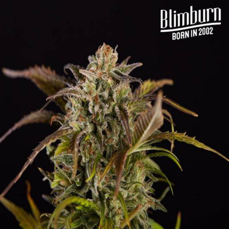 Grizzly purple kush blimburn seeds