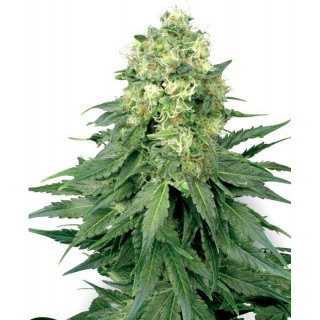 White widow white label seeds feminisee Graines de Collection