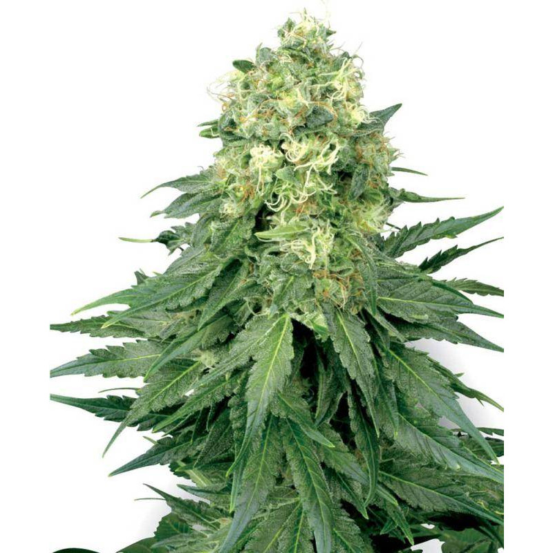 White widow white label seeds feminisee