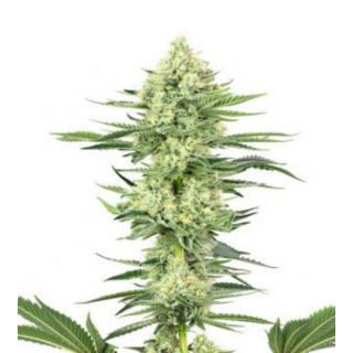 Strawberry kush white label seeds feminisee Graines de Collection