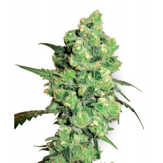 Super Skunk - Feminisee - White Label Seeds