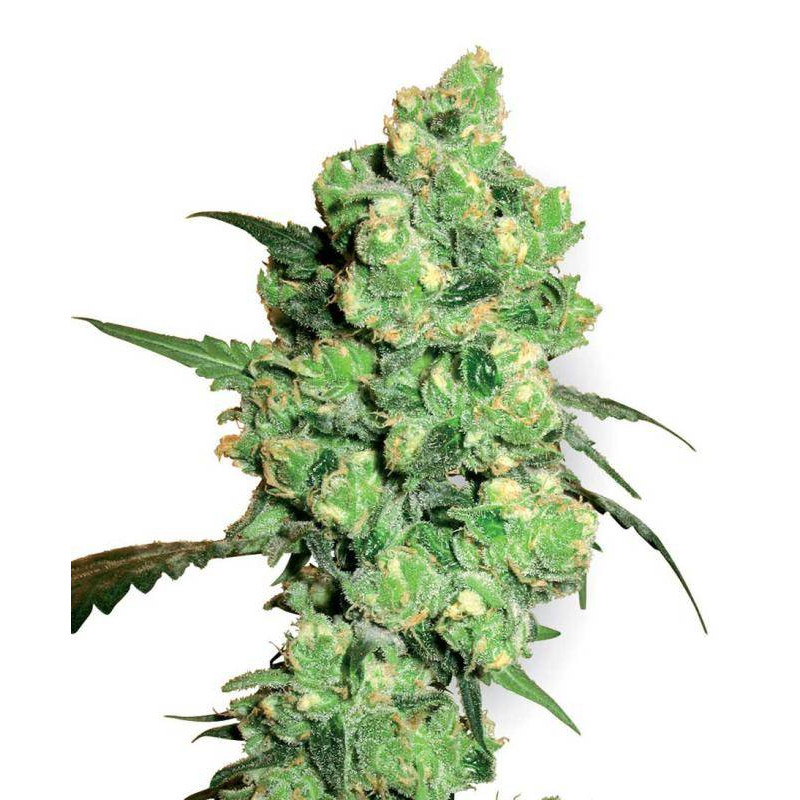 Super skunk white label seeds feminisee