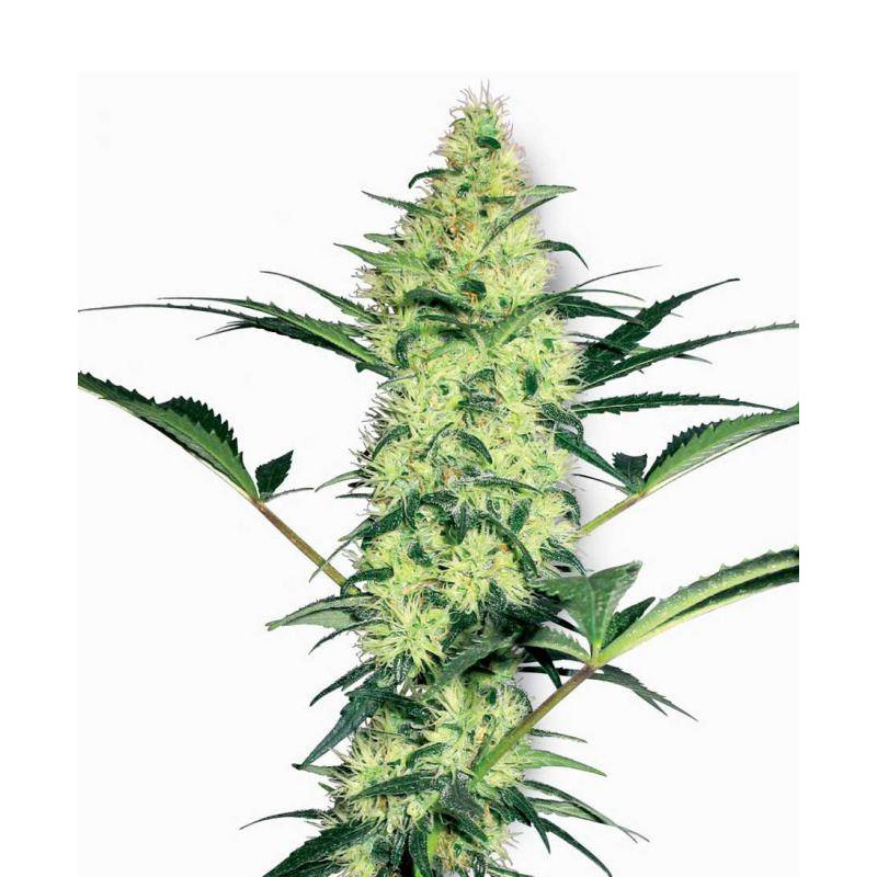 White diesel white label seeds feminisee