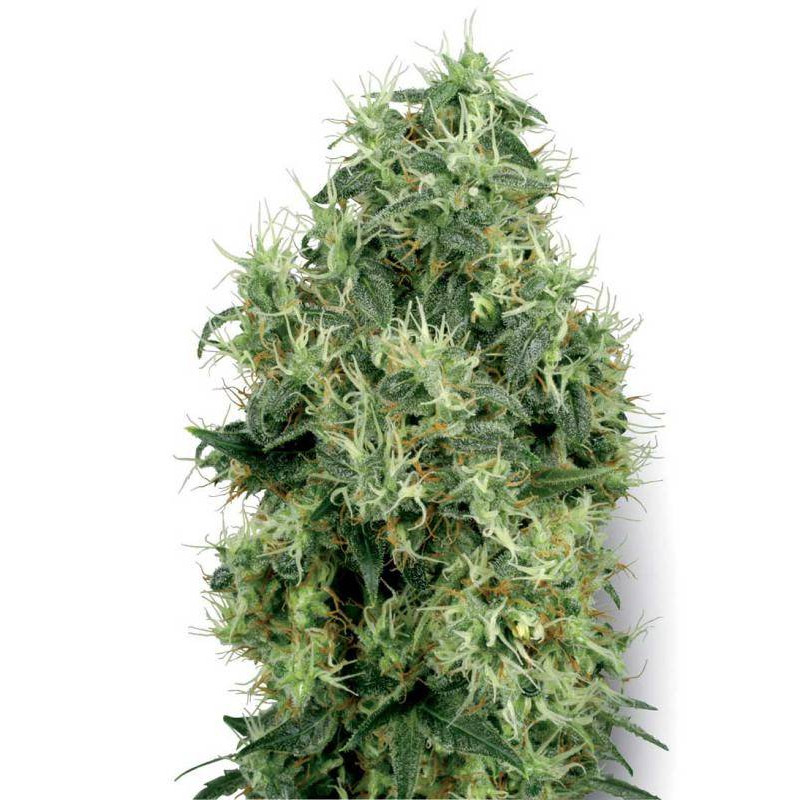White gold white label seeds feminisee White gold white label seeds feminisee