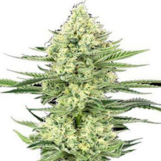 White gorilla haze white label seeds feminisee