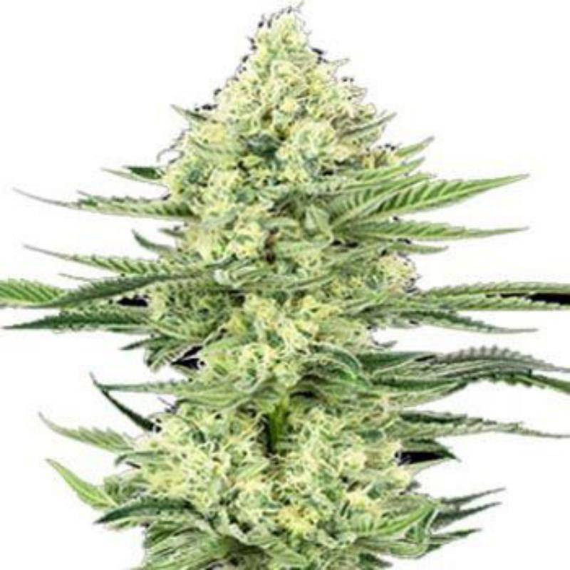 White gorilla haze white label seeds feminisee White gorilla haze white label seeds feminisee