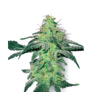 White skunk white label seeds feminisee