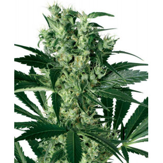 X-Haze white label seeds feminisee