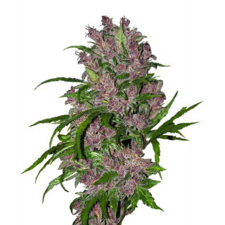 Purple Bud - AUTO - Sensi Seeds White Label - Graines de Collection