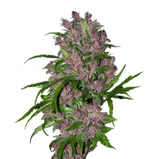 Purple bud automatic white label seeds