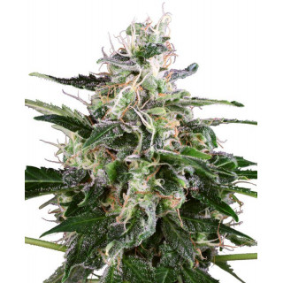 White Skunk - Autofloraison - Sensi Seeds White Label