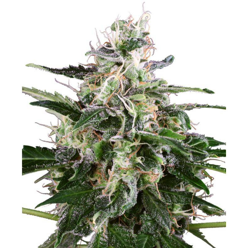 White Skunk - Autofloraison - Sensi Seeds White Label