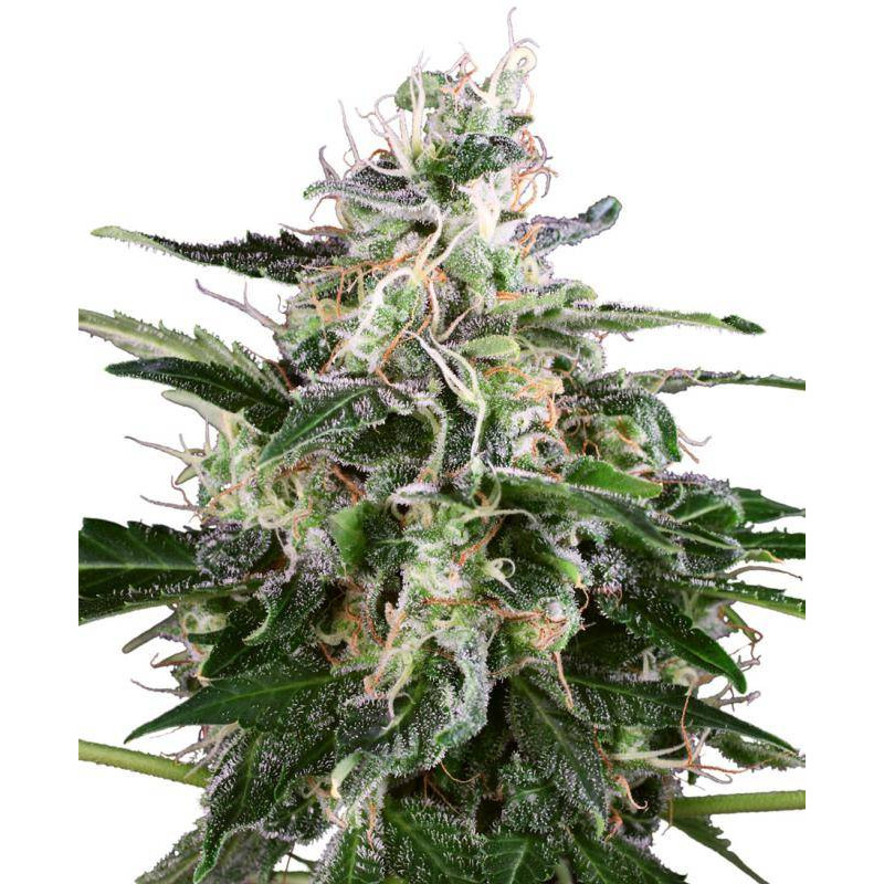 White skunk automatic white label seeds
