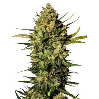 Master kush automatic - White label Sensi Seeds Graines de Collection