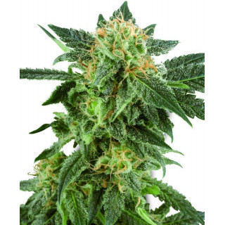 Snow Ryder - AUTO - Sensi Seeds White Label - Graines de Collection