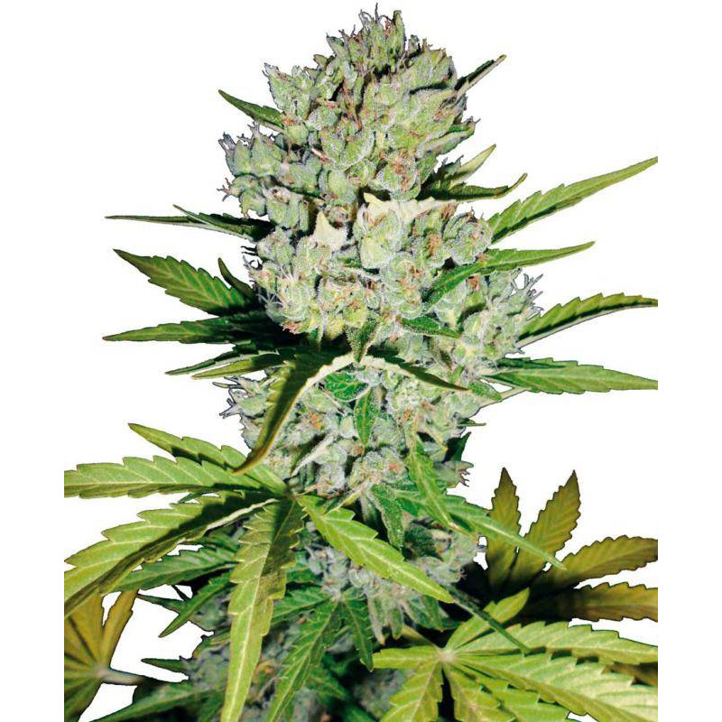 Super skunk automatic white label seeds