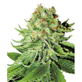Northern lights automatic white label seeds