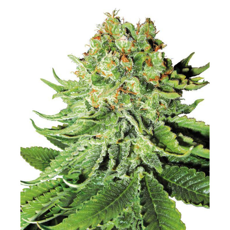 Northern Lights - Autofloraison - Sensi Seeds White Label Northern Lights - Autofloraison - Sensi Seeds White Label