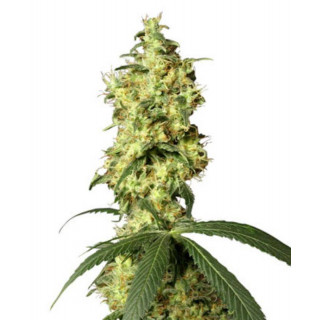 White widow automatic white label seeds