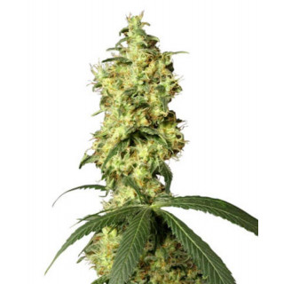 White widow automatic white label seeds Graines de Collection