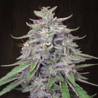 Bangi Haze Ace Seeds - régulières