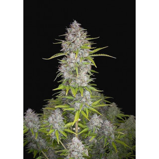 Orange Sherbet - Autofloraison - FastBuds