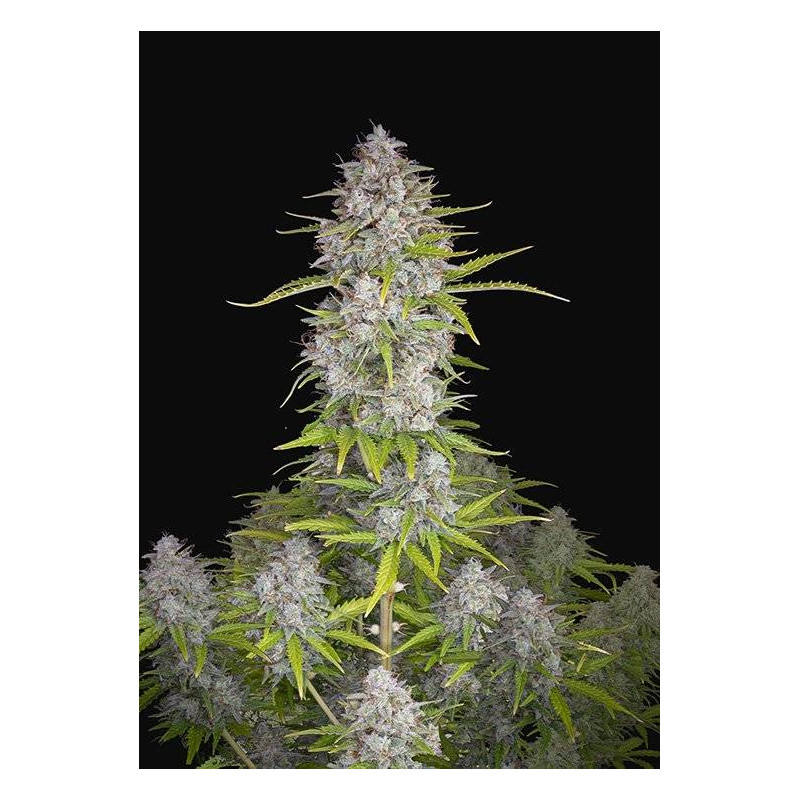 Orange Sherbet - Autofloraison - FastBuds