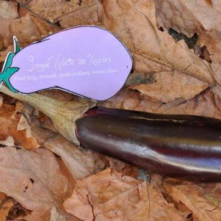 Aubergine longue Violette de Naples