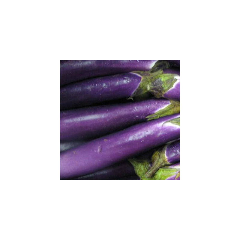Aubergine Thai Long Purple sachet de 30 graines- Kokopelli