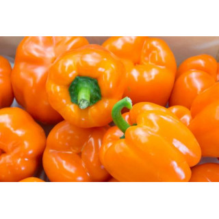Poivron orange Bell de Mi-saison sachet de 25 graines- Kokopelli