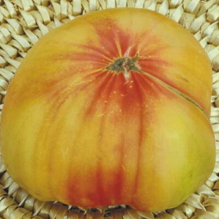 Tomate Bigarrée Striped German sachet de 35 graines- Kokopelli