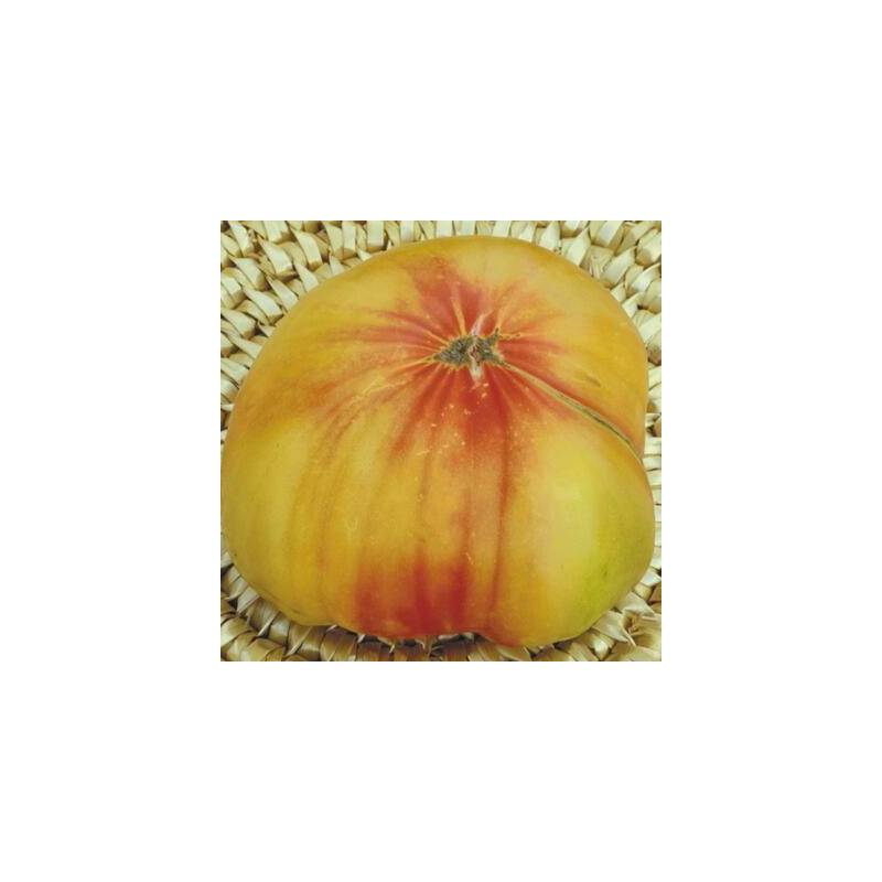 Tomate Bigarrée Striped German sachet de 35 graines- Kokopelli