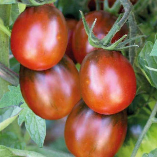 Tomate Prune Noire sachet de 35 graines- Kokopelli