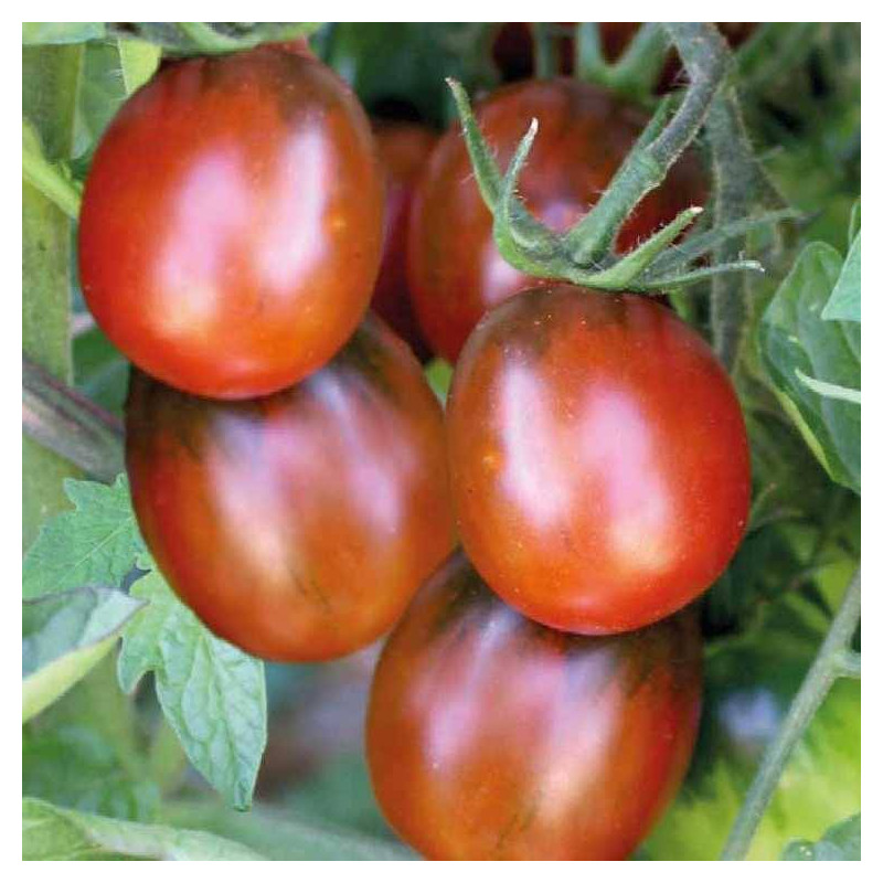Tomate Prune Noire sachet de 35 graines- Kokopelli